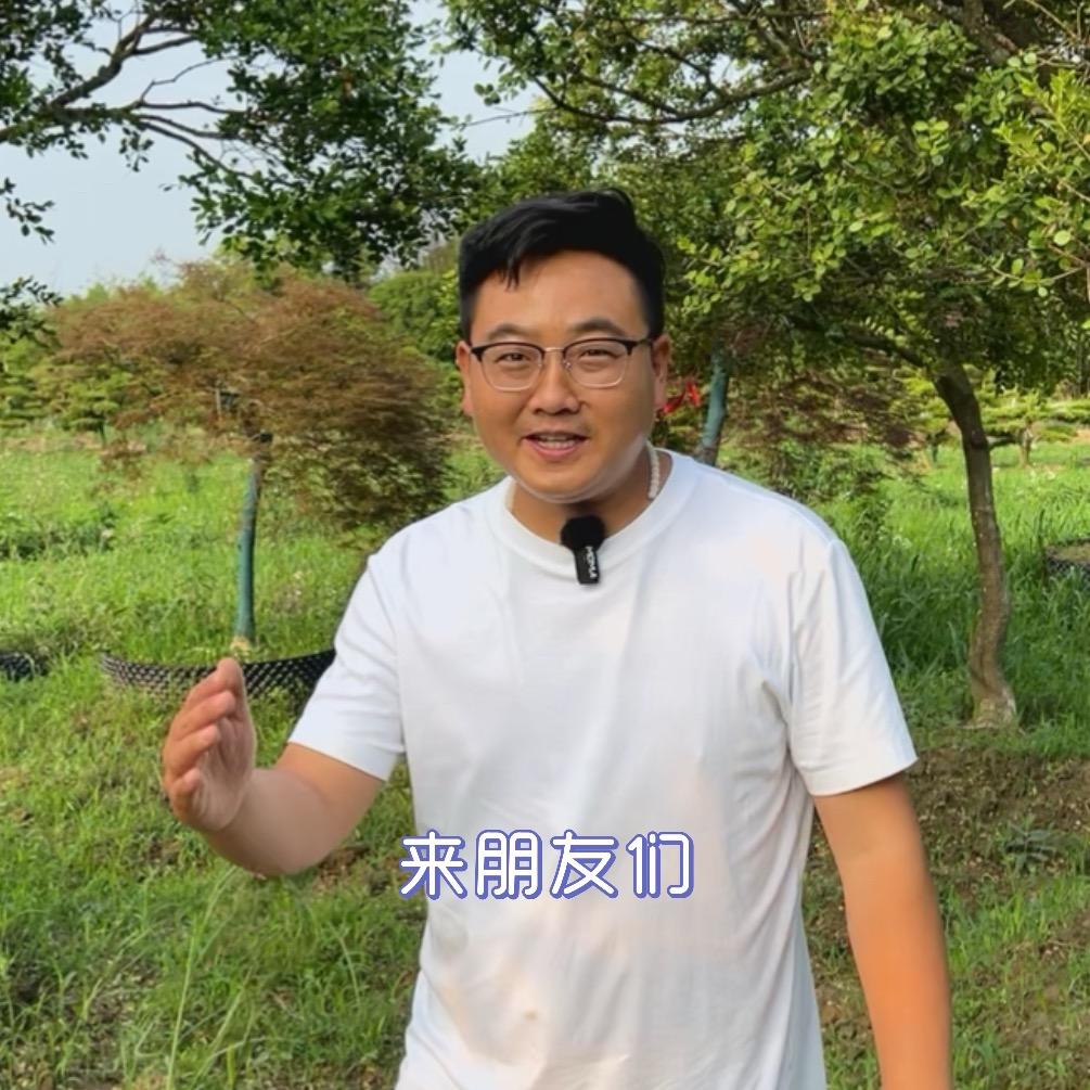 张小金造型黄杨