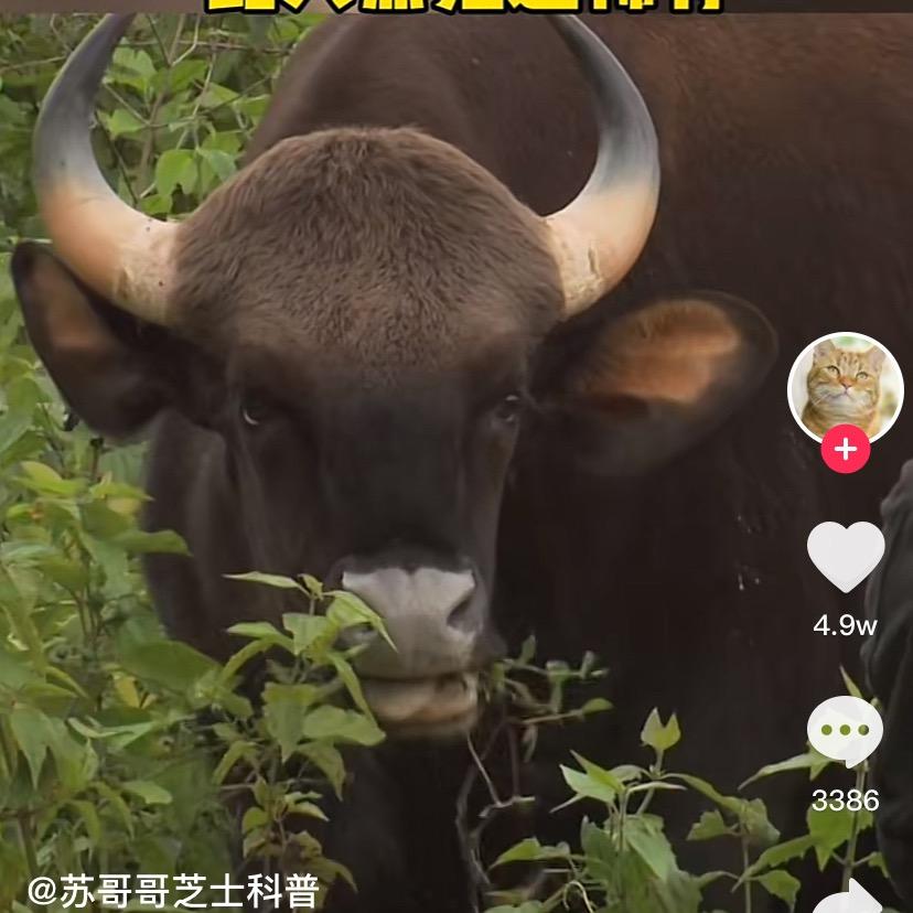 睇牛仔