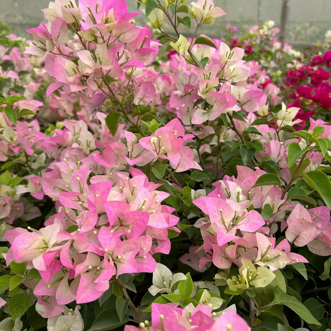 琛哥花卉2号店
