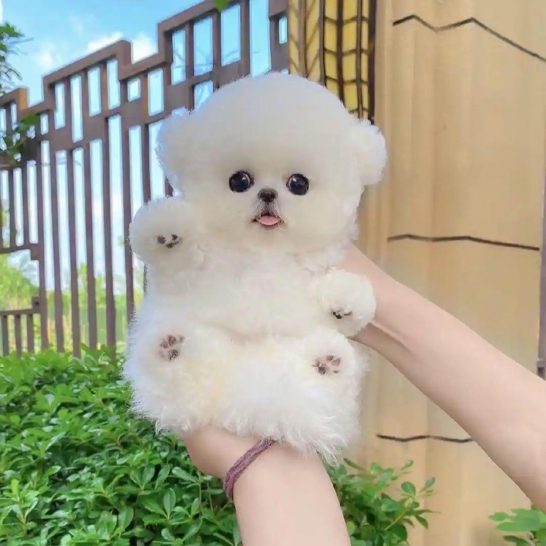 比熊🐻初一🏠犬舍