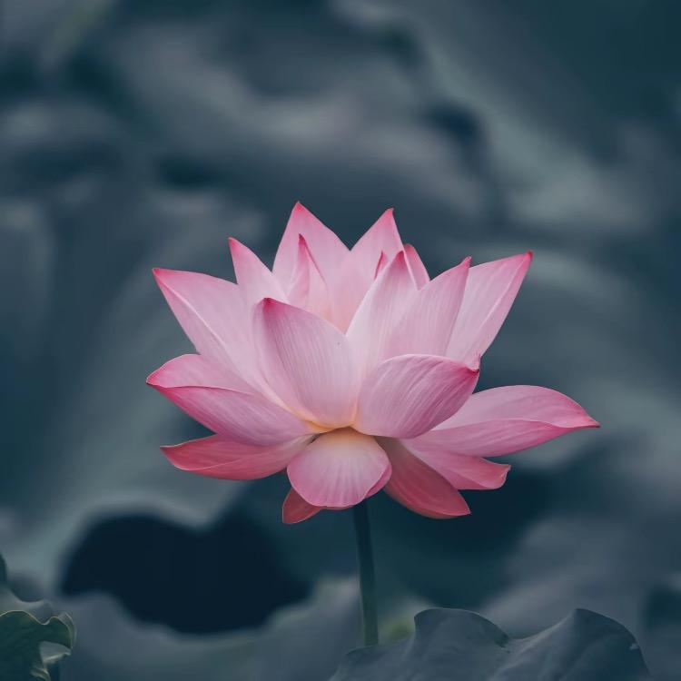 沛沛百货