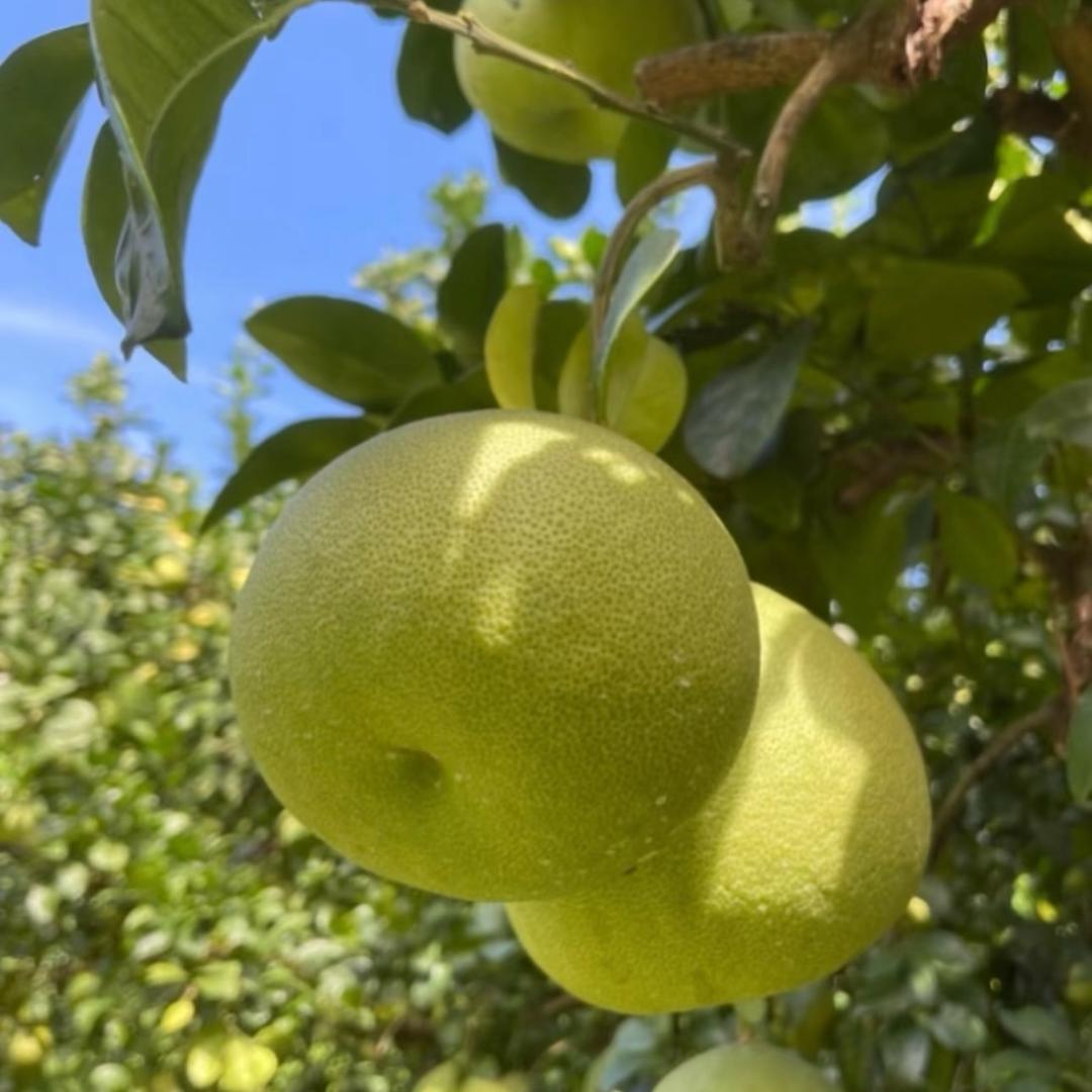 一颗甜柚子