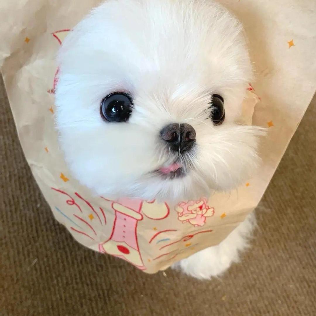 ss