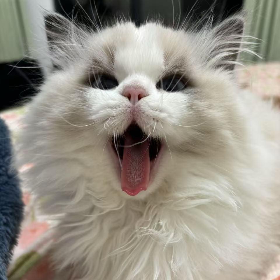 灰灰是只猫