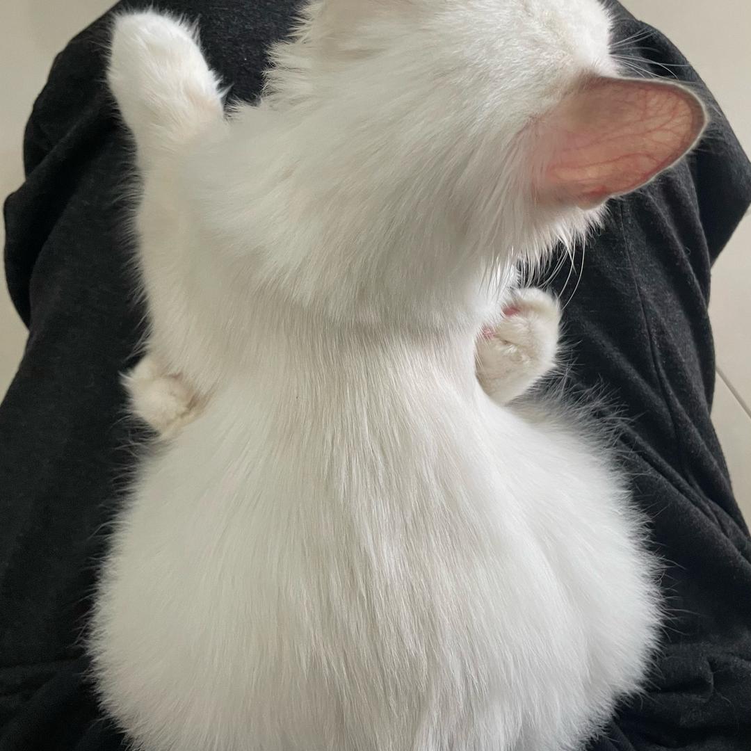 杨多多
