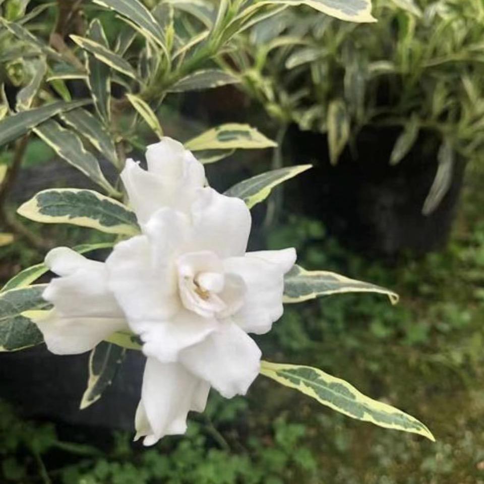 睿语绿植