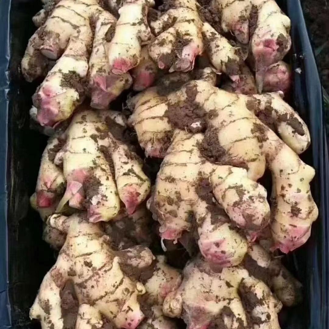 安丘荣禾生姜储存