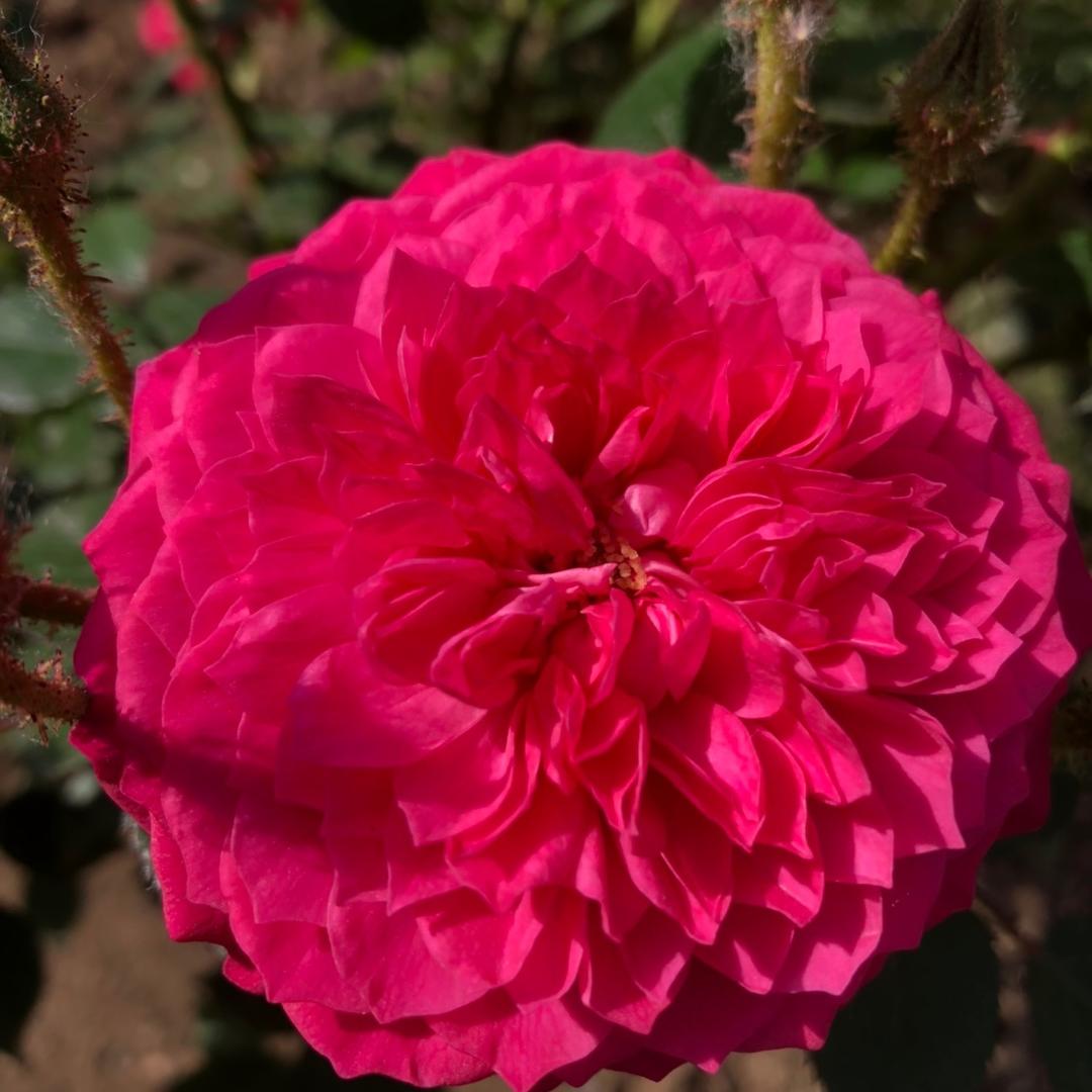 唐伯虎淘花缘
