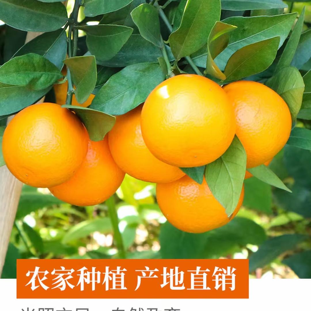 奉节脐橙🍊
