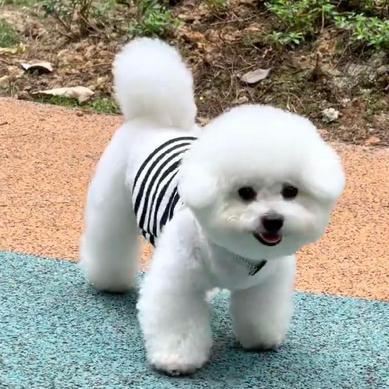 比熊博美萌宠屋🐶