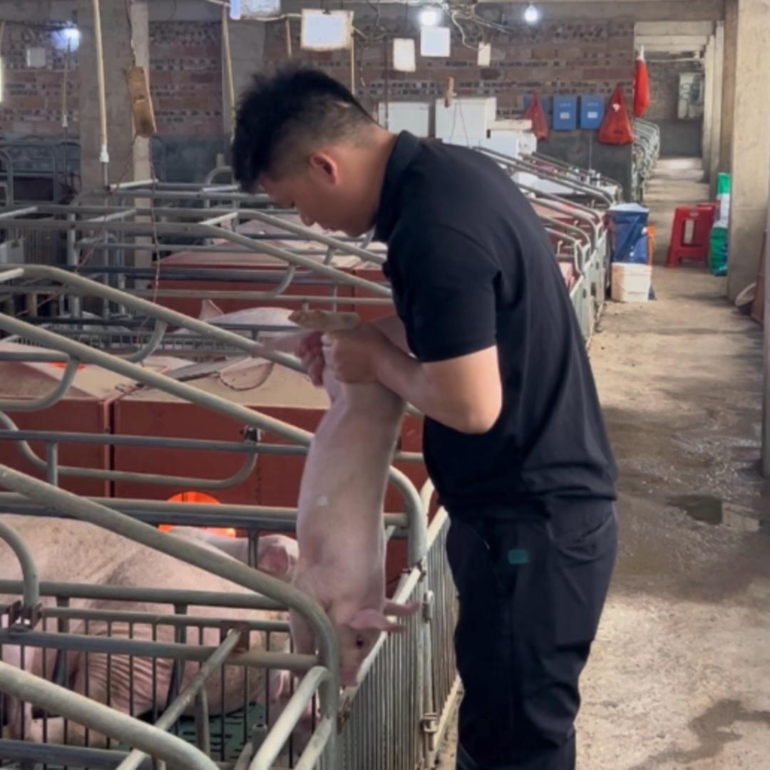 养猪的人在养殖
