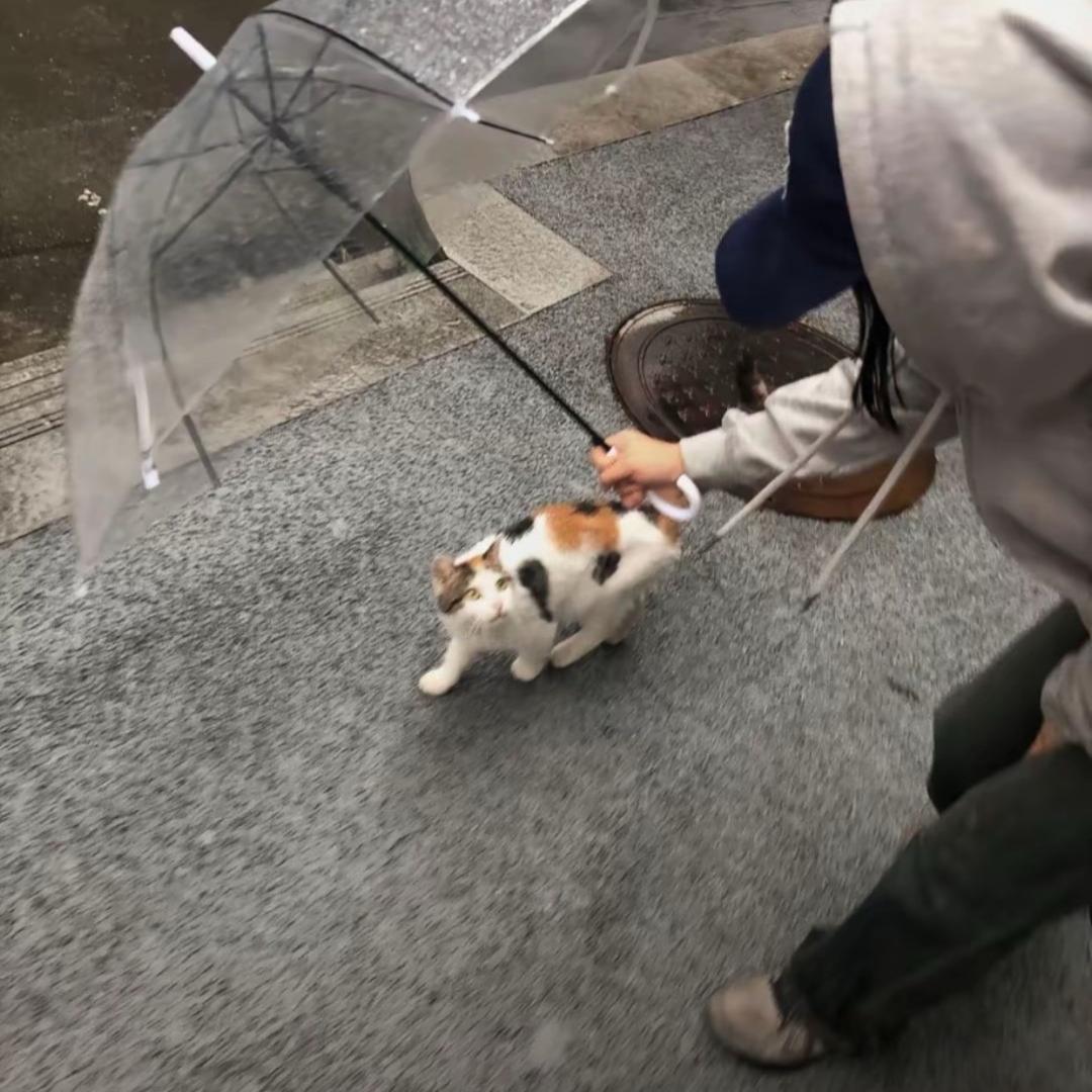 一只财财mi~