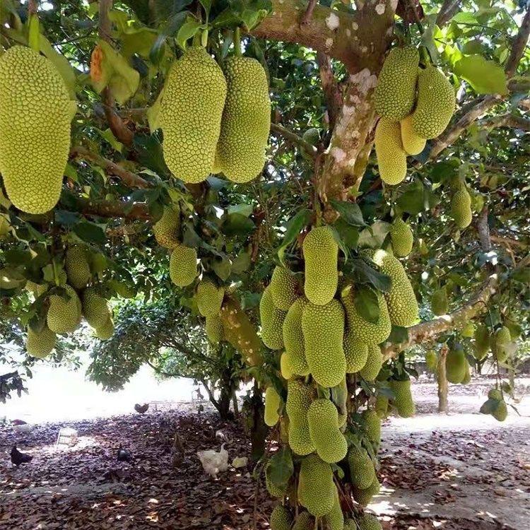 凯润丰果苗