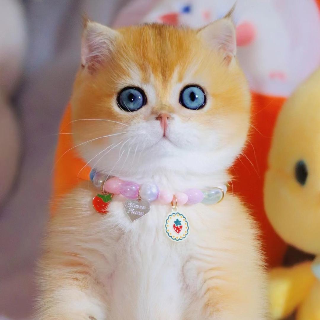 野狼的九宝贝