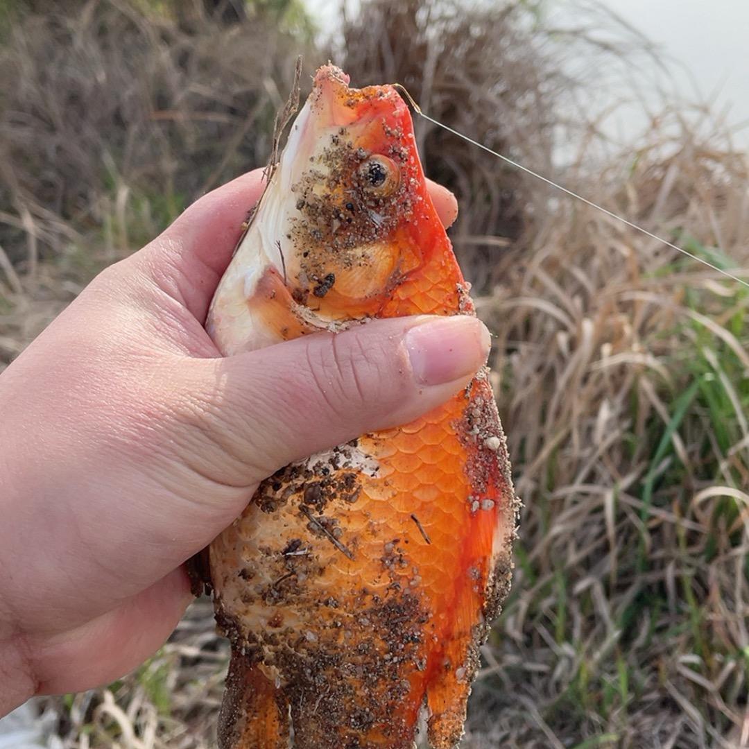 钓鱼人(保哥)