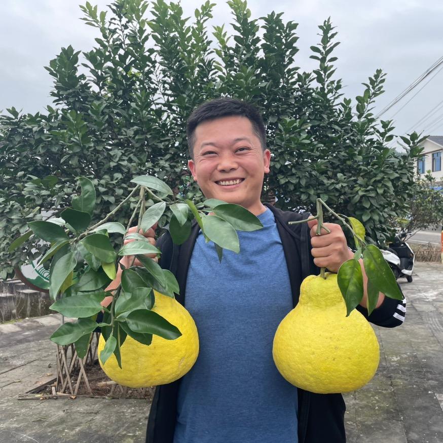 刘钢子真龙柚荔枝桂圆水果代办