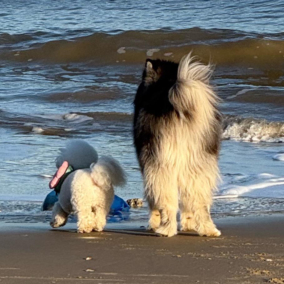 笨蛋小狗的草稿箱📪