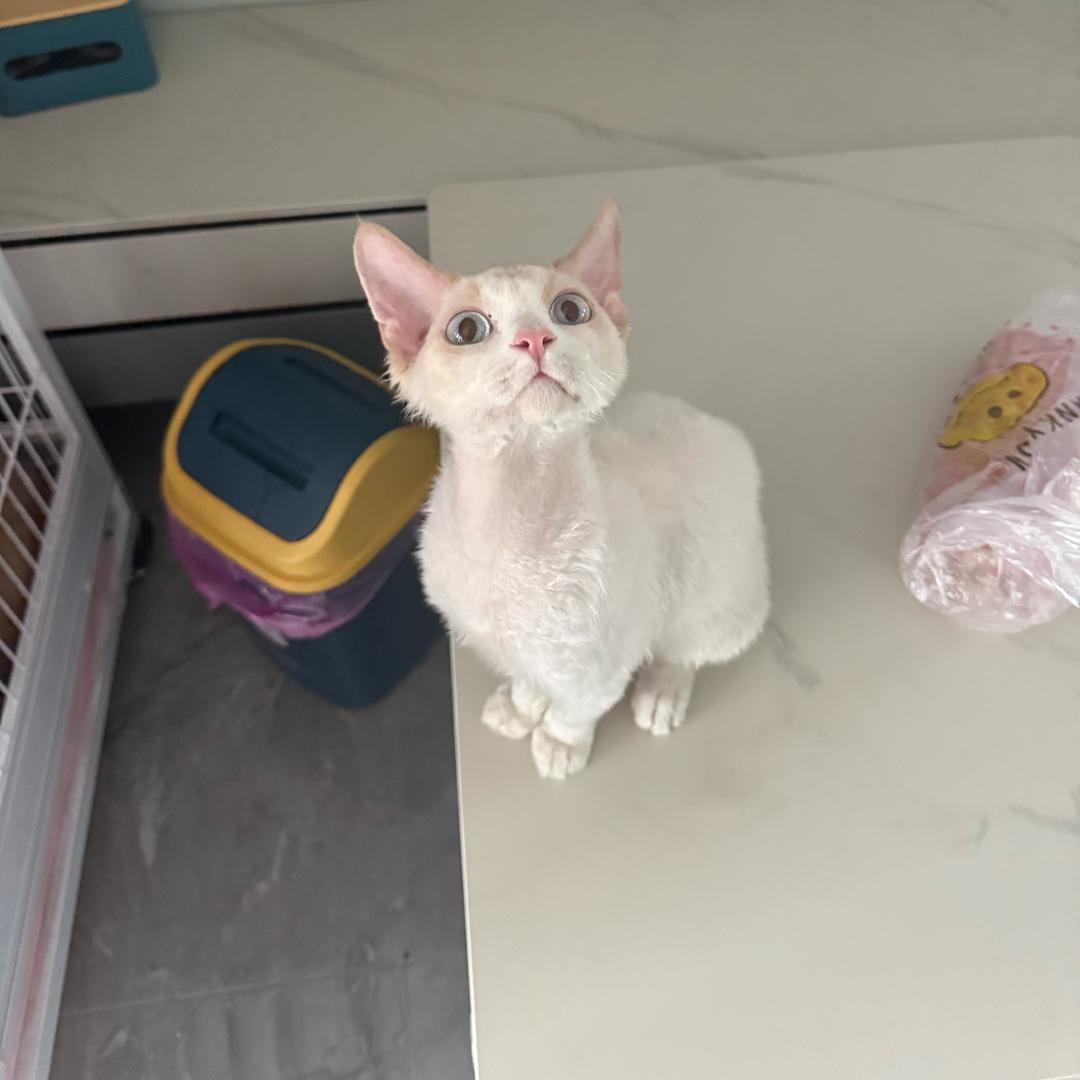 一颗小树苗