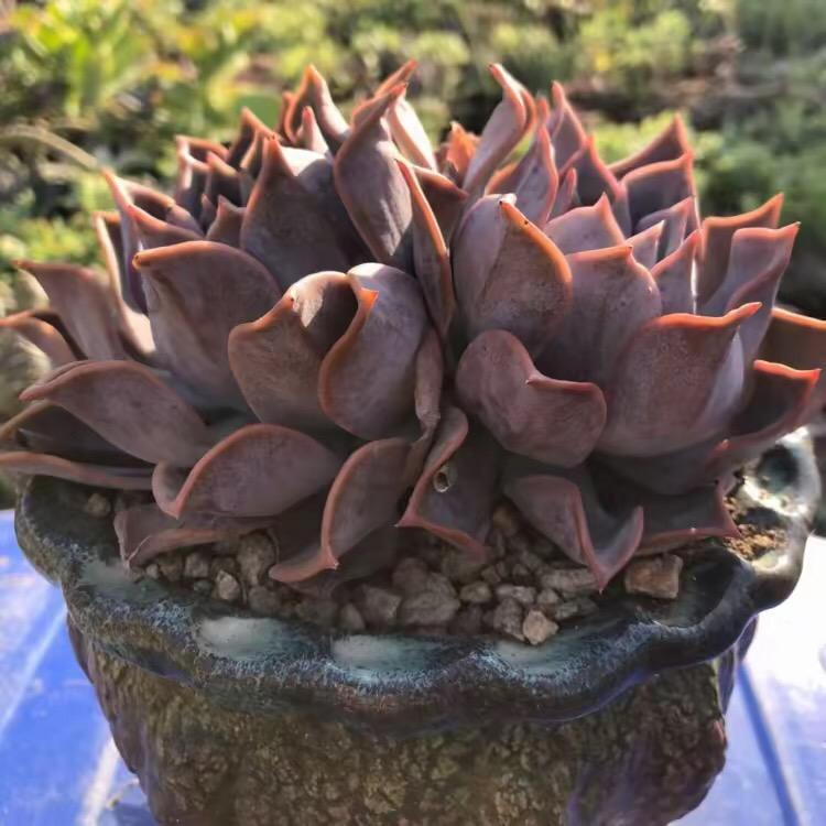 牛牛的多肉植物