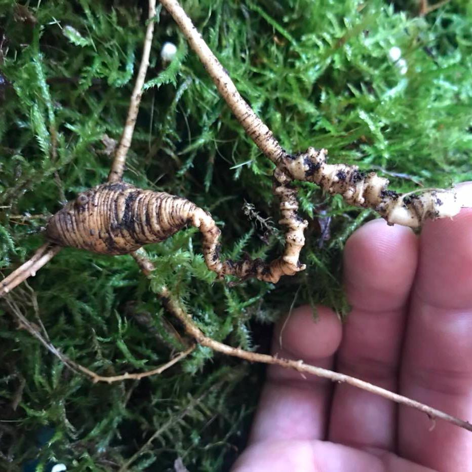 慧源峰（参道）