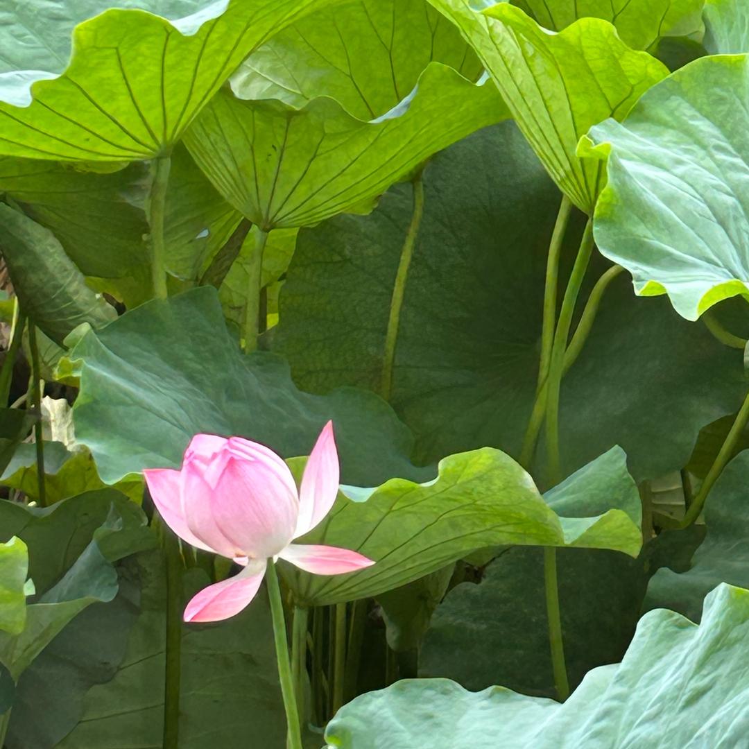 爱恨随意