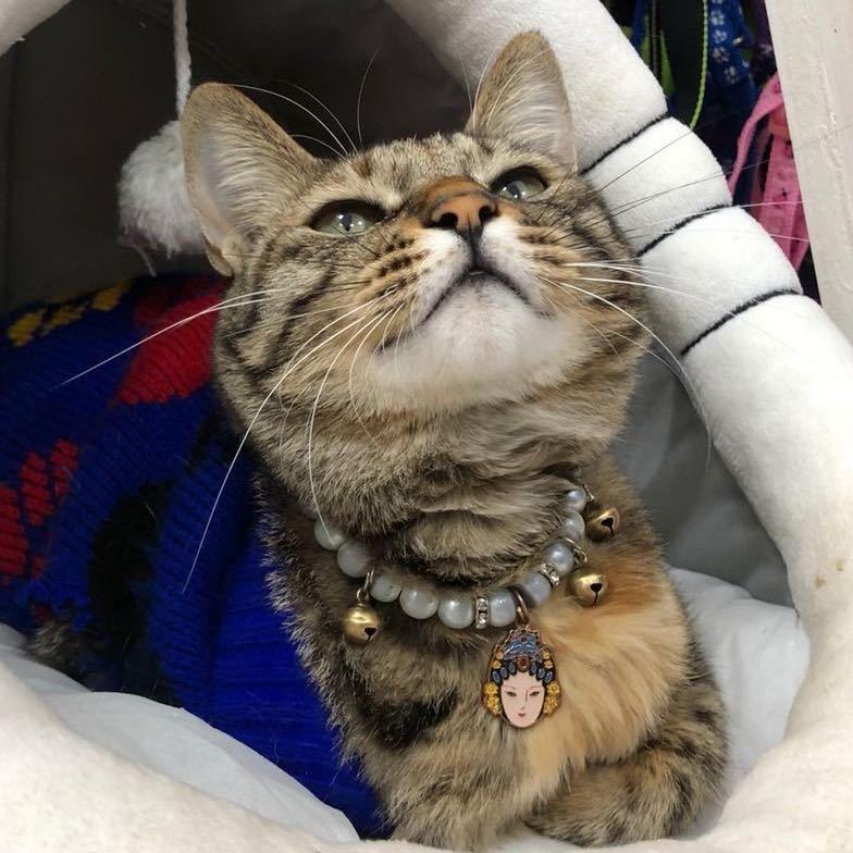 饼饼是个小凶猫