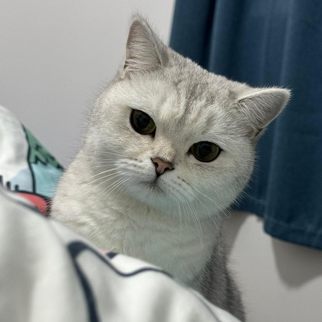 燕麦是只小猫