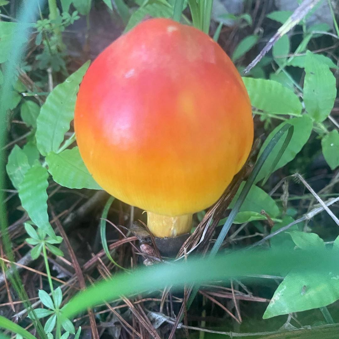 迷茫