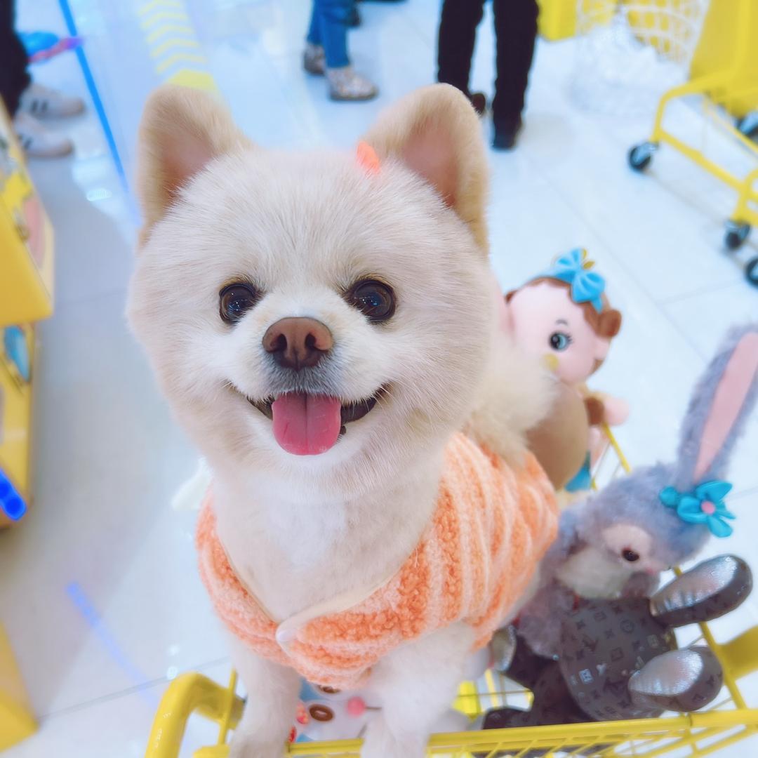 哆哆是只小博美