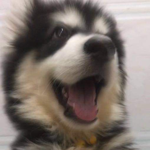 大狼狗