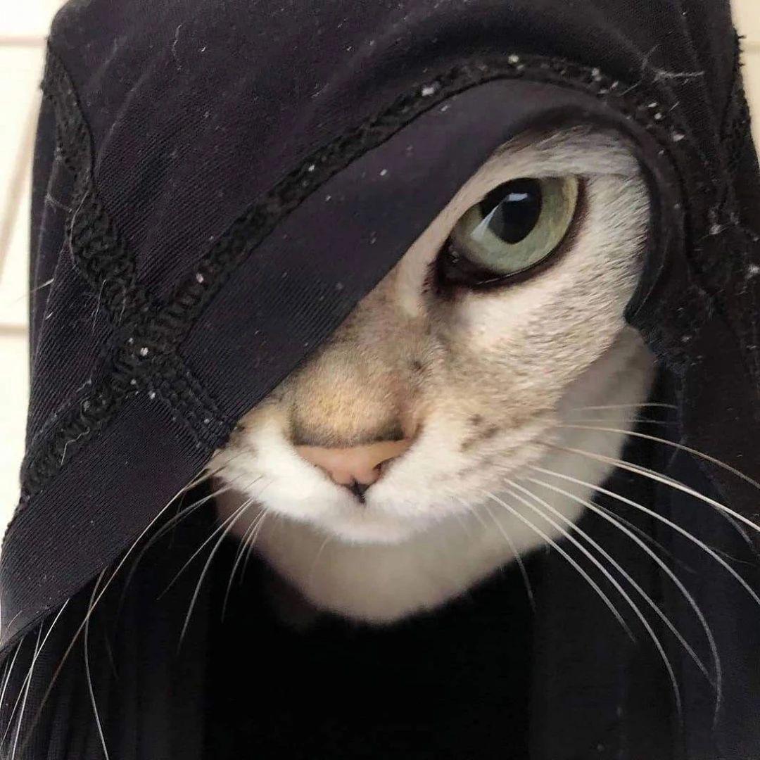 想回老家喂猪