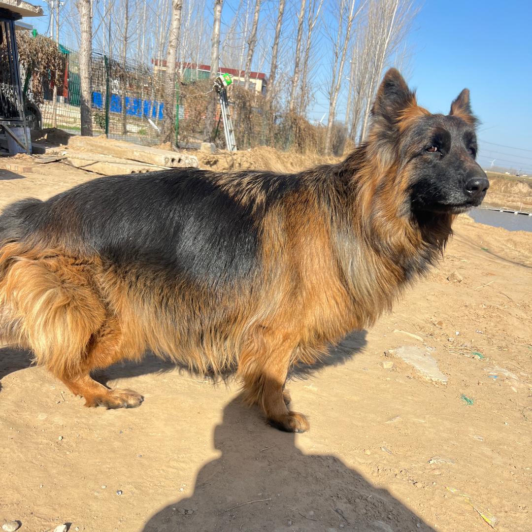 专业繁育长毛西德