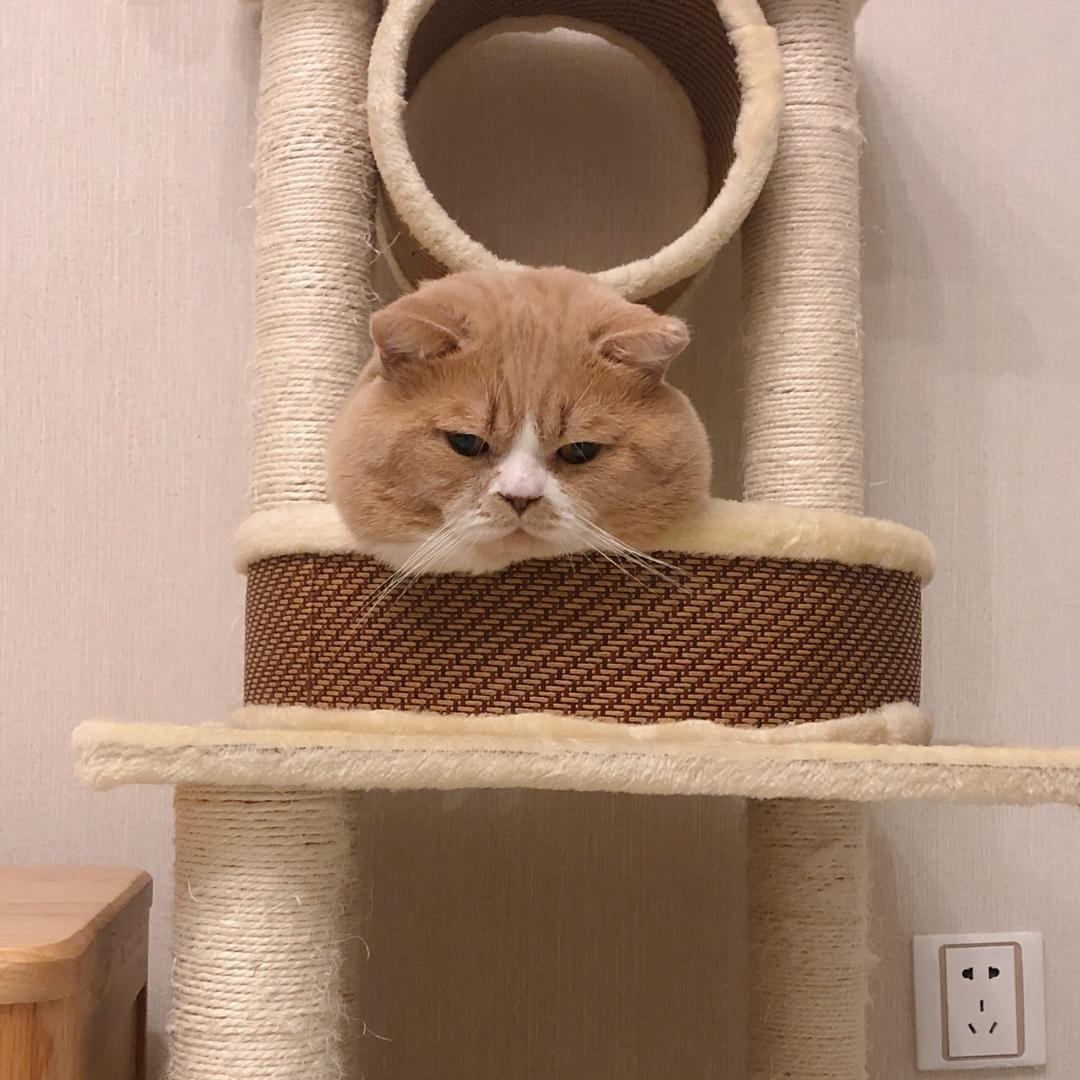 花花是只猫