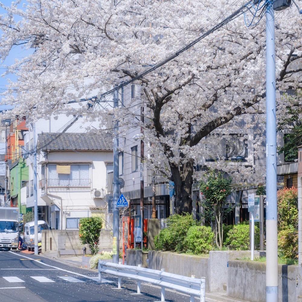 风情张日