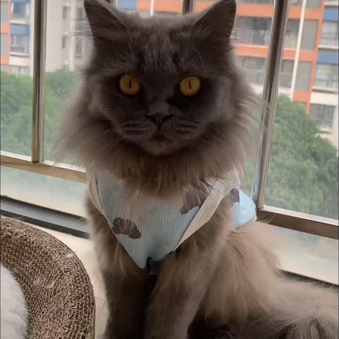 我的75只流浪猫