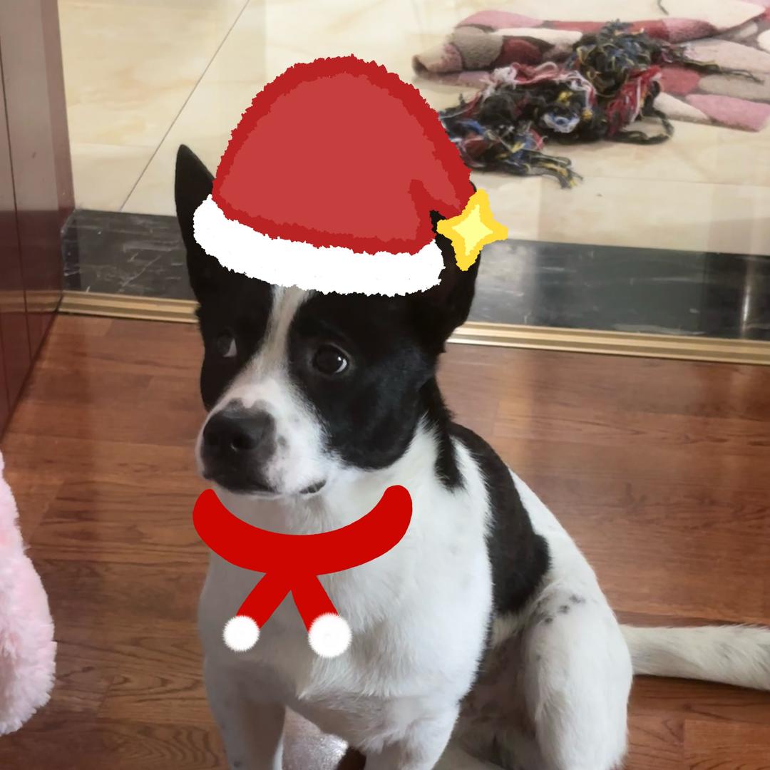 人见人爱大毛肚