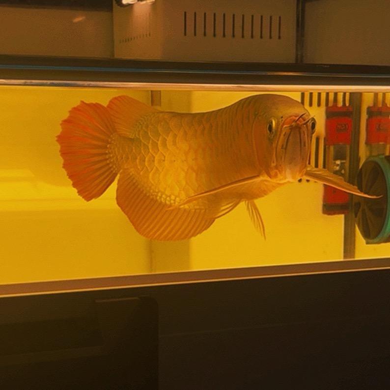 龙鱼爱好者 L  T