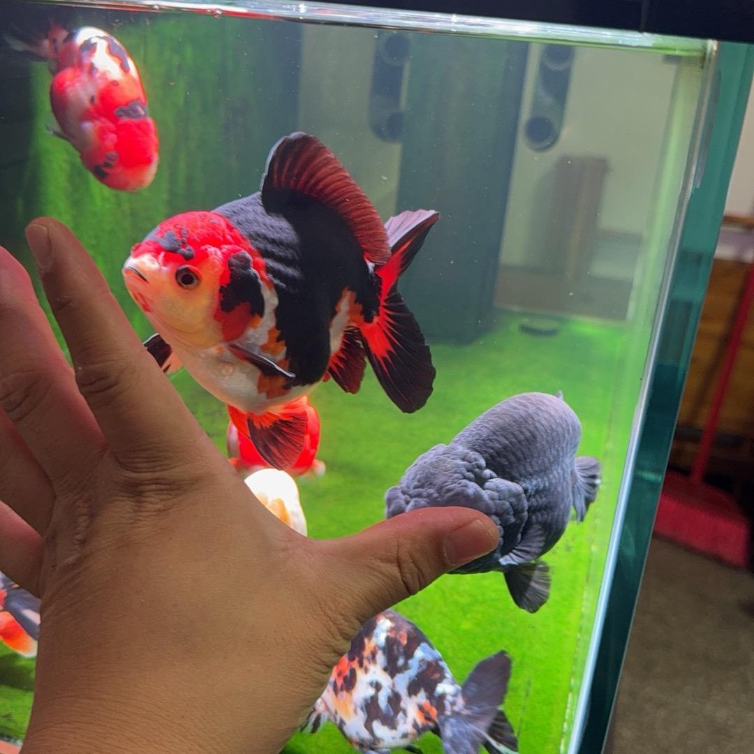 乐的乐🐟🐟🐟🐟🐟