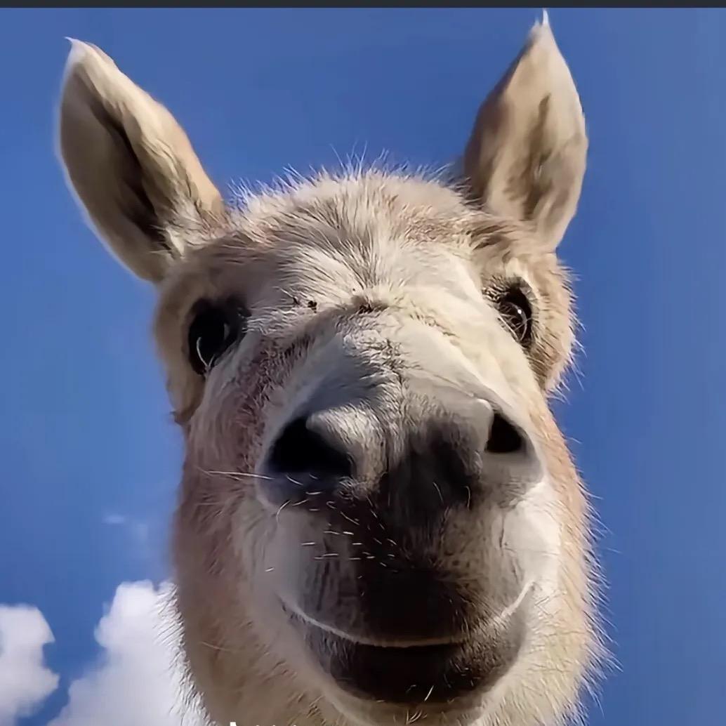 老王许的什么愿