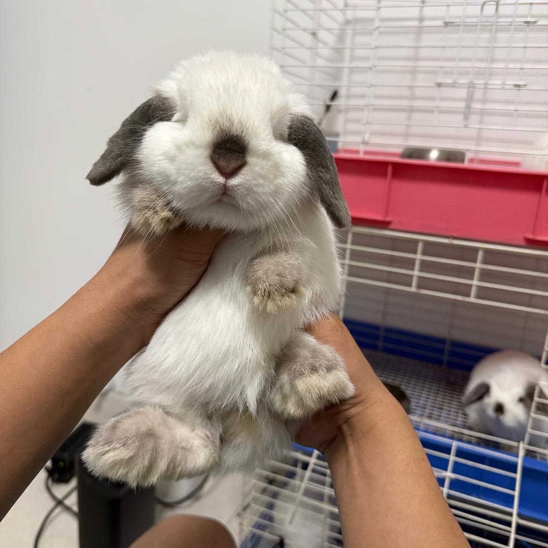 壹宠宠物服务有限公司萌TU甄选