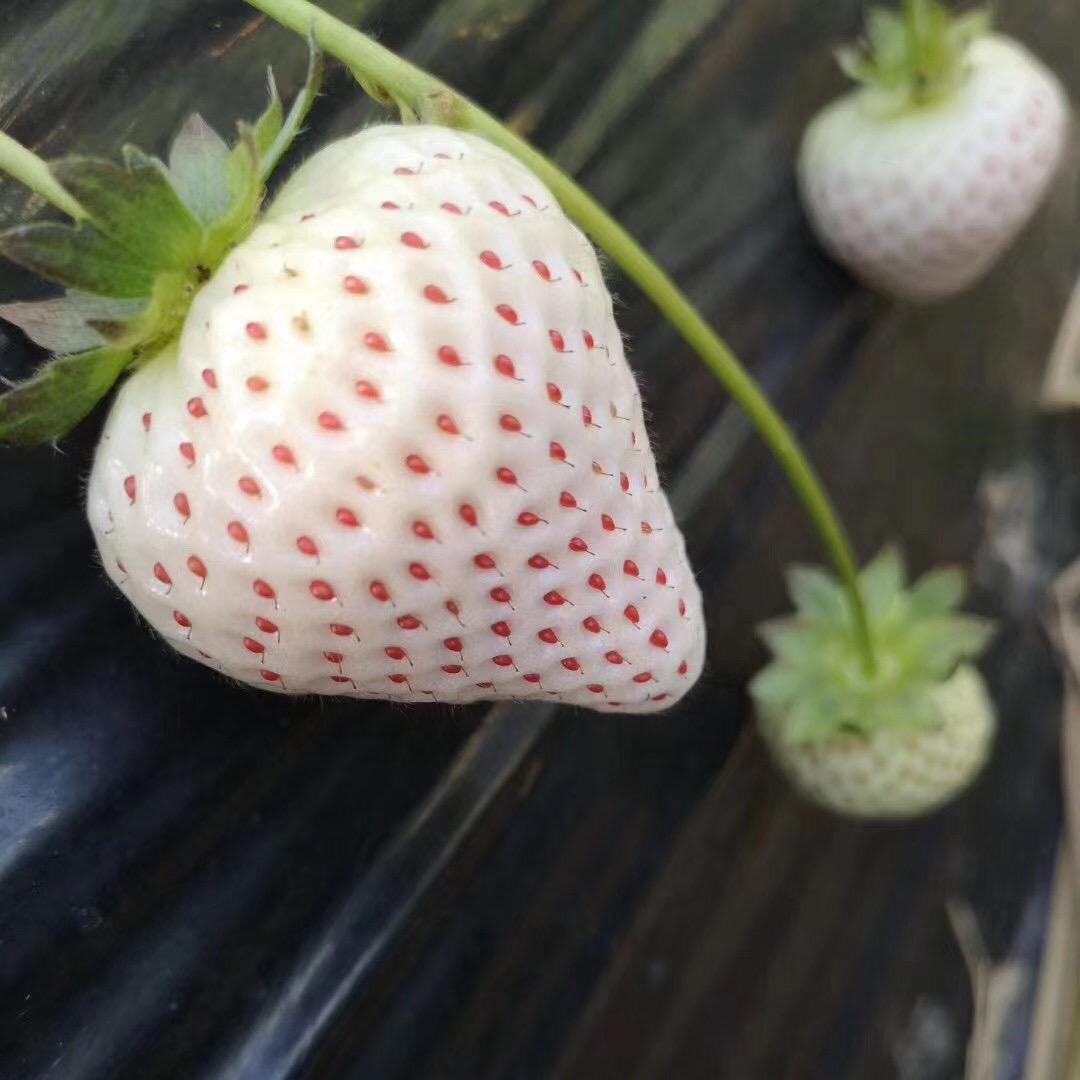 钢蹦他爹🍓🍐🍇🌽🍒🥒