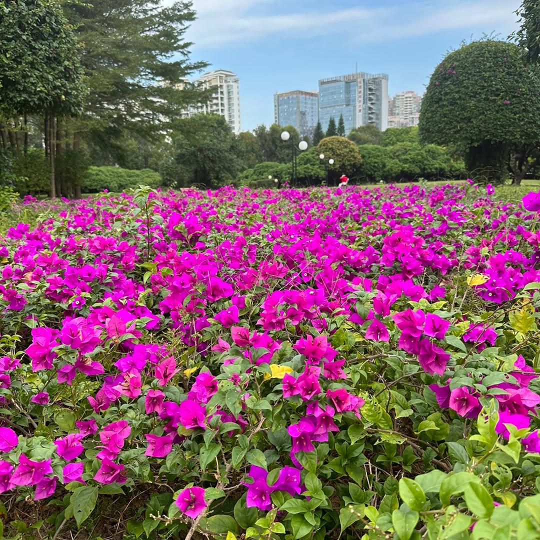 若是晴天便安好