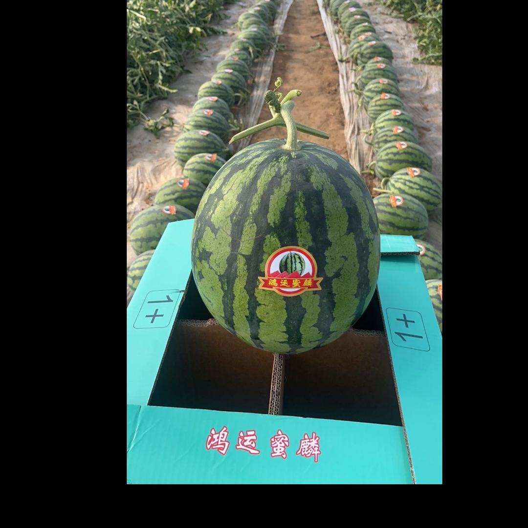 鸿盛果业产地直供麒麟西瓜