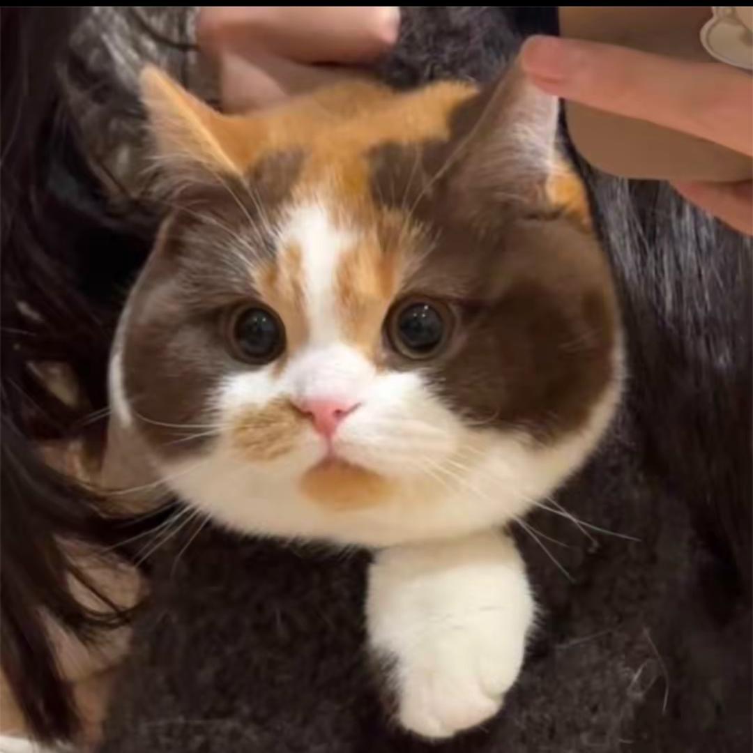把叶子吹落