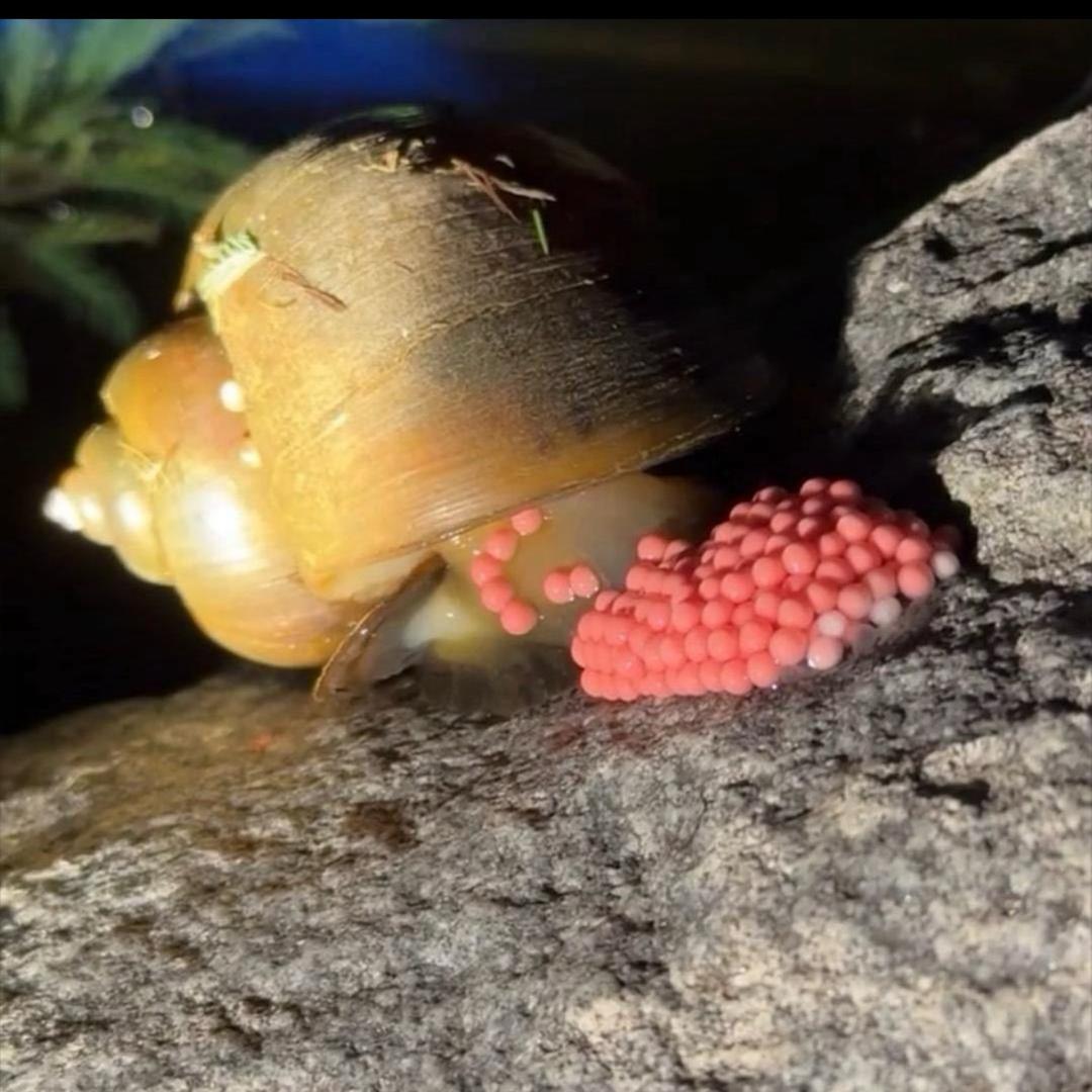 福寿螺消灭计划