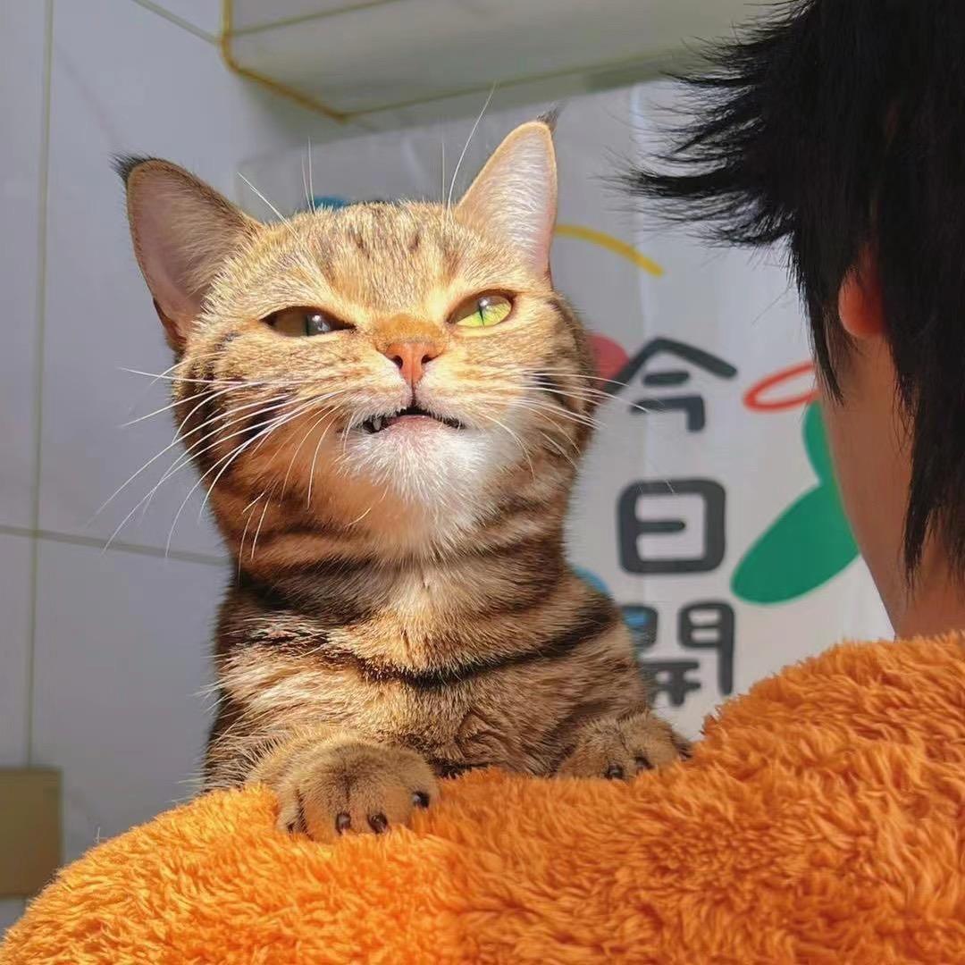 紫梧紫微