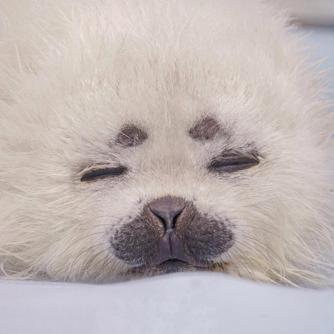 Seal🦭