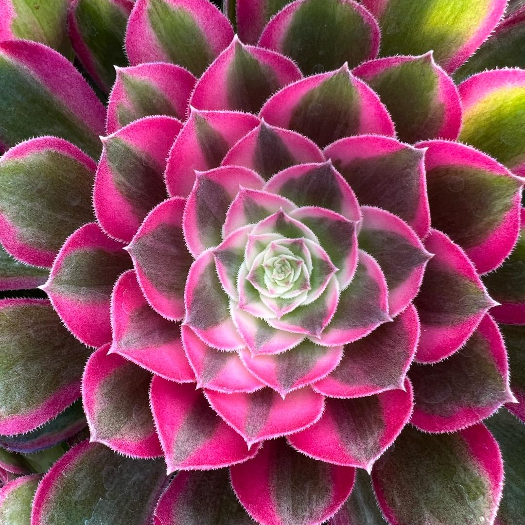 鸿蒙法师
