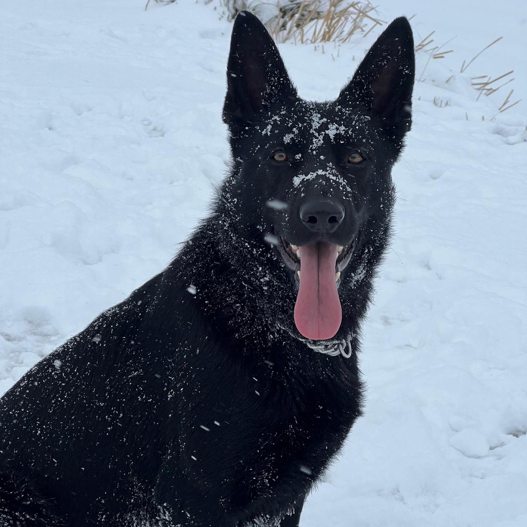 贵州铜仁东德牧羊犬(自繁自养）