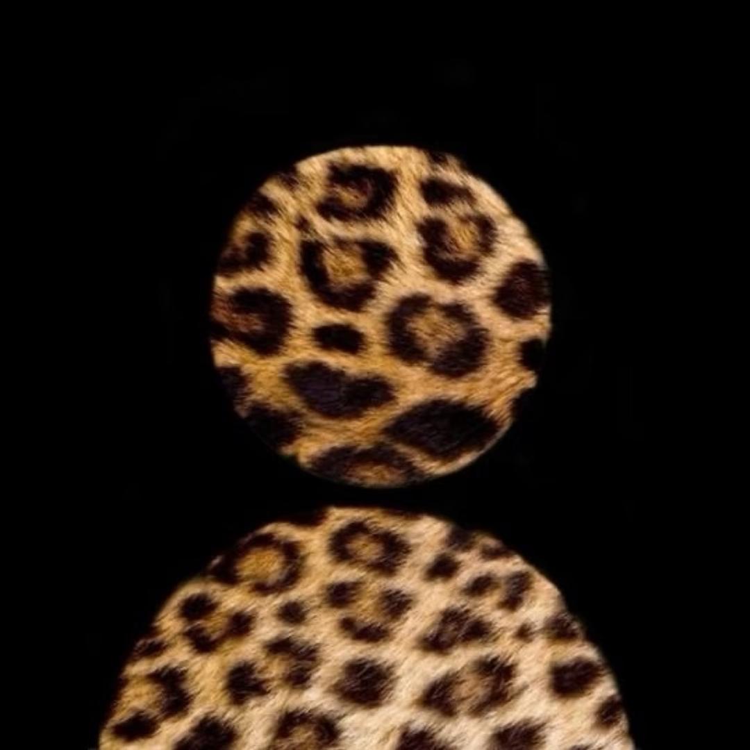 美洲豹🐆